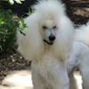 poodlehouse3